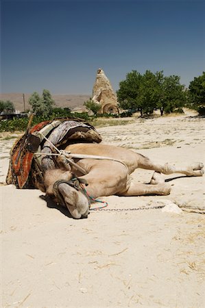 Camel Lying Down, Cappadocia, Turkey Foto de stock - Sin royalties Premium, Código: 600-01716748