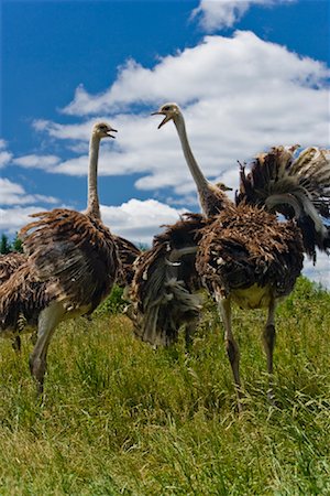 Deux autruches sur Ostrich Farm (Ontario), Canada Photographie de stock - Premium Libres de Droits, Code: 600-01716824