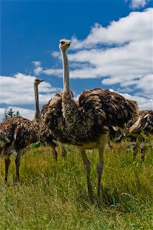 Ostrich on Ostrich Farm Ontario, Canada Foto de stock - Sin royalties Premium, Código: 600-01716825