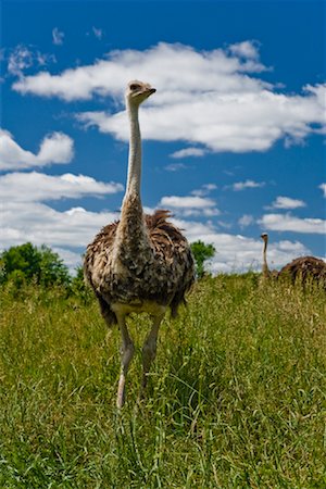 Ostrich on Ostrich Farm Ontario, Canada Foto de stock - Sin royalties Premium, Código: 600-01716826