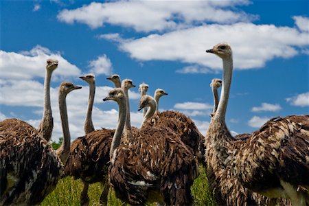 Flock of Ostrich on Ostrich Farm Ontario, Canada Foto de stock - Sin royalties Premium, Código: 600-01716827