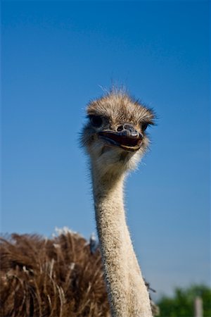 Ostrich Ontario, Canada Foto de stock - Sin royalties Premium, Código: 600-01716829