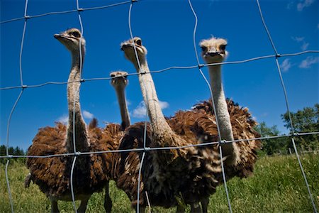 fenced in - Four Ostrich at Ostrich Farm Ontario, Canada Foto de stock - Sin royalties Premium, Código: 600-01716821