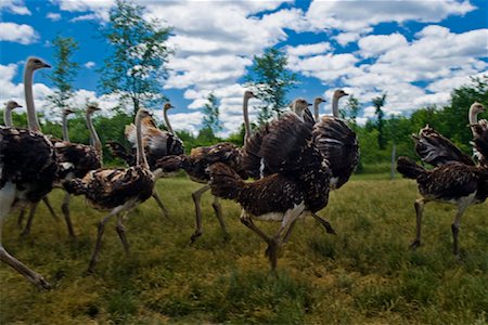 Group of Ostrich Running on Ostrich Farm Ontario, Canada Foto de stock - Sin royalties Premium, Código: 600-01716823