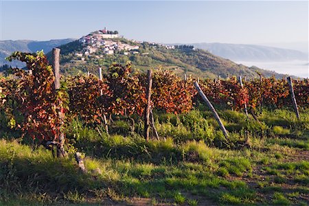 Vineyard in Motovun, Istria, Croatia Foto de stock - Sin royalties Premium, Código: 600-01717635
