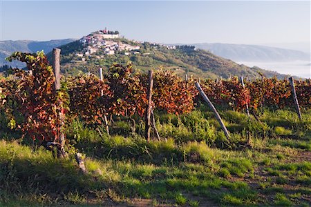 Vineyard in Motovun, Istria, Croatia Foto de stock - Royalty Free Premium, Número: 600-01717635