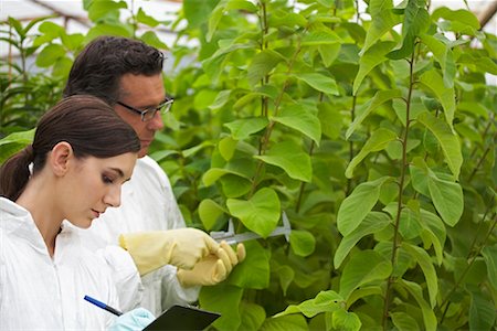 simsearch:6102-03905363,k - Scientists in Greenhouse Stock Photo - Premium Royalty-Free, Code: 600-01764604