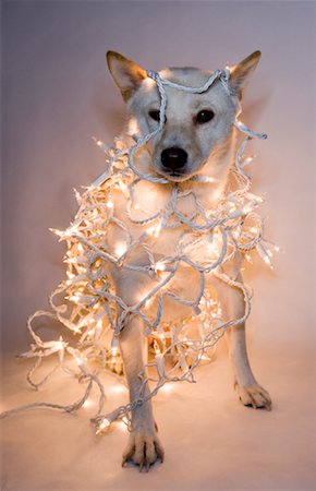 Dog Wrapped in Christmas Lights Foto de stock - Sin royalties Premium, Código: 600-01765187