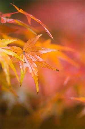 Autumn Leaves, Kyoto, Kansai, Honshu, Japan Stock Photo - Premium Royalty-Free, Code: 600-01787903