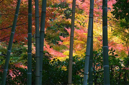 Bamboo and Autumn Leaves, Kyoto, Kansai, Honshu, Japan Foto de stock - Sin royalties Premium, Código: 600-01787935