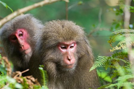 Yakushima Macaques, Yakushima, Kyushu, Japan Foto de stock - Sin royalties Premium, Código: 600-01787976