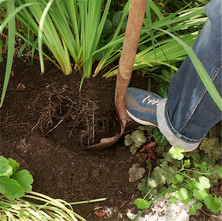 shovel in dirt - Person Gardening Stock Photo - Premium Royalty-Free, Code: 600-01788147