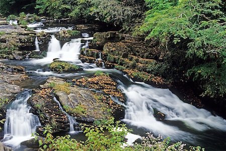 Stream in Forest, Tennessee, USA Foto de stock - Sin royalties Premium, Código: 600-01788724