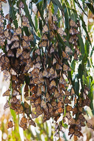 sciame - Monarch Butterflies, Goleta, Southern California, USA Fotografie stock - Premium Royalty-Free, Codice: 600-01788895