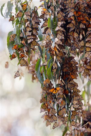 Papillons monarques, Goleta, Californie, USA Photographie de stock - Premium Libres de Droits, Code: 600-01788896