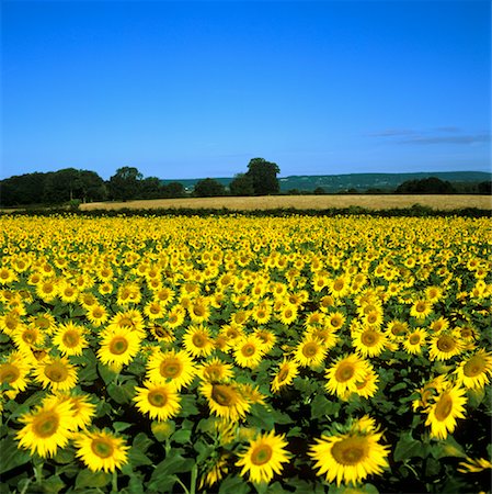 sunflowers in france - Sunflower Field, Bourgogne, France Foto de stock - Sin royalties Premium, Código: 600-01828686