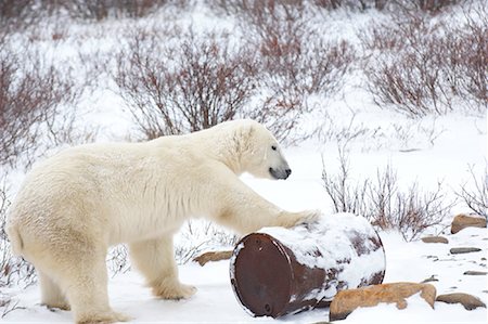 Polar Bear Playing with Oil Drum Foto de stock - Sin royalties Premium, Código: 600-01837528