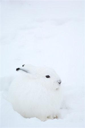 Arctic Hare in Snow Foto de stock - Sin royalties Premium, Código: 600-01837535