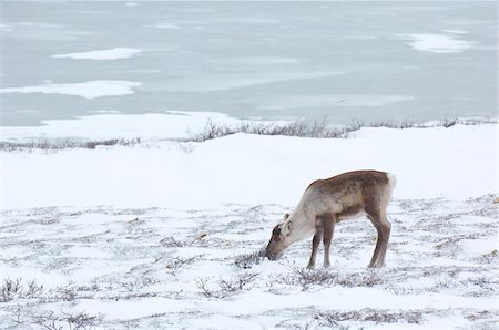 snow and grass - Caribou Eating Grass, Churchill, Manitoba, Canada Stock Photo - Premium Royalty-Free, Code: 600-01837530