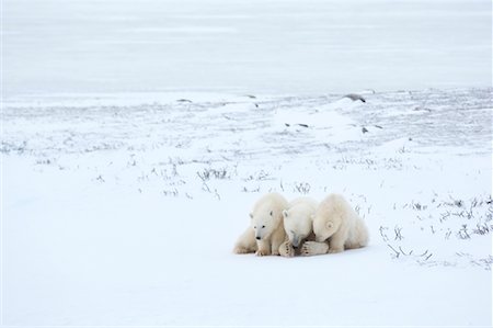 Polar Bears Huddling in Snow Foto de stock - Sin royalties Premium, Código: 600-01837532