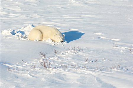 simsearch:600-00866417,k - Polar Bear in Snow Fotografie stock - Premium Royalty-Free, Codice: 600-01837533