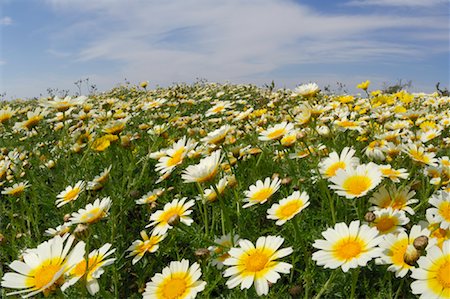 scenery with daisies - Champ de marguerites de couronne Photographie de stock - Premium Libres de Droits, Code: 600-01878941