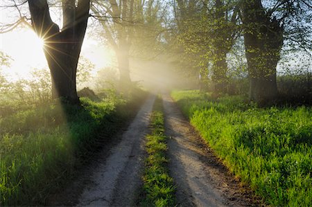 route moins fréquentée - Chemin à travers la forêt, Mecklembourg-Poméranie occidentale, Allemagne Photographie de stock - Premium Libres de Droits, Code: 600-01878964