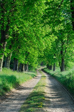 route moins fréquentée - Chemin à travers la forêt, Mecklembourg-Poméranie occidentale, Allemagne Photographie de stock - Premium Libres de Droits, Code: 600-01878969