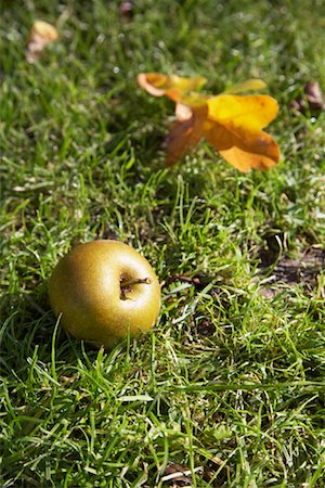 Apples in Autumn Stock Photo - Premium Royalty-Free, Code: 600-01879343