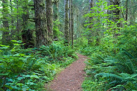 simsearch:600-01880354,k - Chemin à travers la forêt, Parc Provincial des chutes Elk, île de Vancouver, en Colombie-Britannique, Canada Photographie de stock - Premium Libres de Droits, Code: 600-01880352