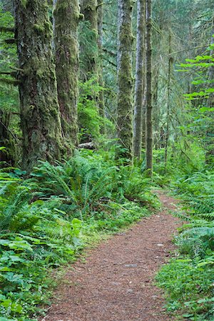 Chemin à travers la forêt, Parc Provincial des chutes Elk, île de Vancouver, en Colombie-Britannique, Canada Photographie de stock - Premium Libres de Droits, Code: 600-01880353