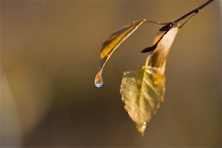 Birch Leaves, Mer Bleue Bog, Ottawa, Ontario, Canada Stock Photo - Premium Royalty-Free, Code: 600-01954699