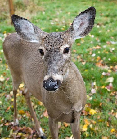 deer animal front view - White - Tailed Deer, Chelsea, Québec, Canada Photographie de stock - Premium Libres de Droits, Code: 600-01954704