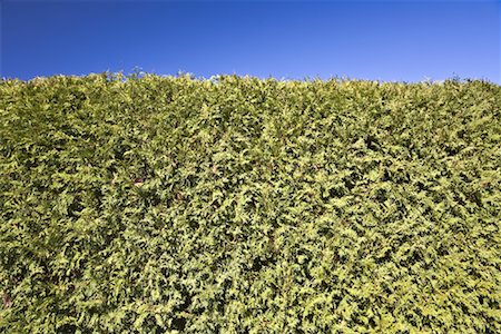 Close-up of Cedar Hedge Foto de stock - Royalty Free Premium, Número: 600-01954702
