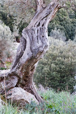 Olive Tree, Mallorca, Spain Stock Photo - Premium Royalty-Free, Code: 600-02010133