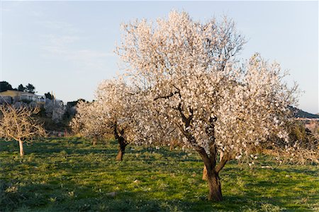 spanish flowers - Almond Trees, Mallorca, Spain Stock Photo - Premium Royalty-Free, Code: 600-02010140