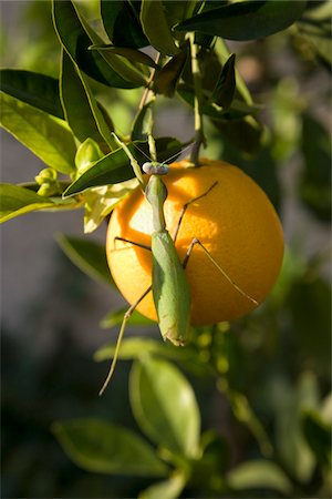 Praying Mantis on Orange Tree Stock Photo - Premium Royalty-Free, Code: 600-02010150