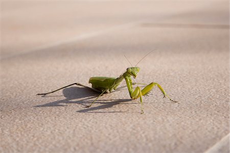 simsearch:600-00864467,k - Praying Mantis Stockbilder - Premium RF Lizenzfrei, Bildnummer: 600-02010151