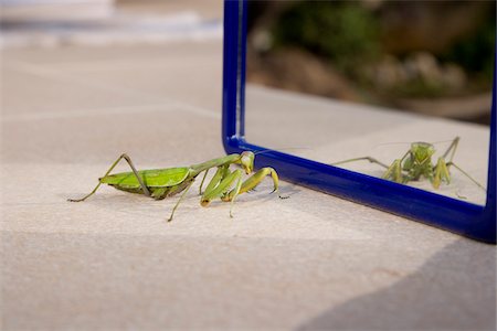 simsearch:600-00864467,k - Praying Mantis by Mirror Stockbilder - Premium RF Lizenzfrei, Bildnummer: 600-02010153