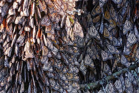 Monarch Butterflies on Pine Tree, Sierra Chincua Butterfly Sanctuary, Angangueo, Mexico Foto de stock - Sin royalties Premium, Código: 600-02045914