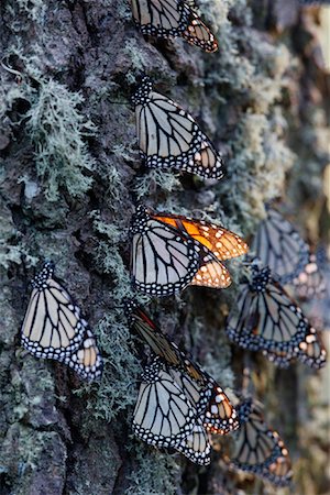 Monarch Butterflies on Pine Tree, Sierra Chincua Butterfly Sanctuary, Angangueo, Mexico Stock Photo - Premium Royalty-Free, Code: 600-02045915