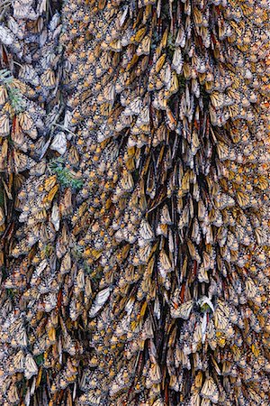 Monarch Butterflies on Pine Tree, Sierra Chincua Butterfly Sanctuary, Angangueo, Mexico Foto de stock - Sin royalties Premium, Código: 600-02045912