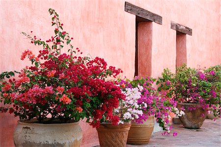 Potted Bougainvillea Plants, Oaxaca, Mexico Stock Photo - Premium Royalty-Free, Code: 600-02045944