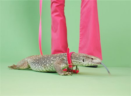 simsearch:600-02637347,k - Lézard pour animaux de compagnie en laisse Photographie de stock - Premium Libres de Droits, Code: 600-02046068