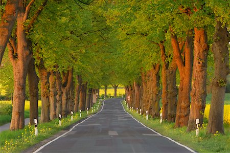 Tree-Lined Country Road, Mecklenburg-Vorpommern, Germany Stock Photo - Premium Royalty-Free, Code: 600-02046254