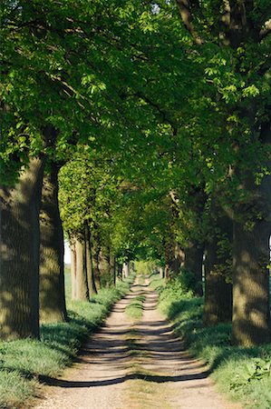 Tree-Lined Country Road, Mecklenburg-Vorpommern, Germany Foto de stock - Sin royalties Premium, Código: 600-02046257