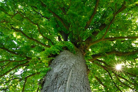 Low Angle View of Horse Chestnut Tree Fotografie stock - Premium Royalty-Free, Codice: 600-02046258