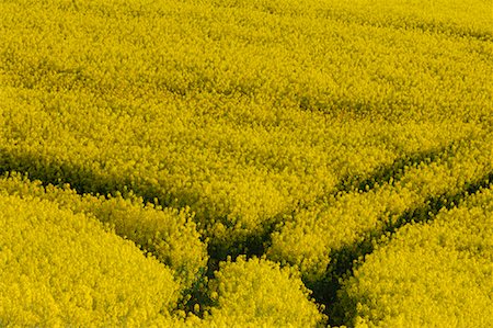 Canola field with Tire Tracks, Mecklenburg-Vorpommern, Germany Stock Photo - Premium Royalty-Free, Code: 600-02046252