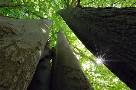 Low Angle View of Beech Trees Foto de stock - Sin royalties Premium, Código: 600-02046265