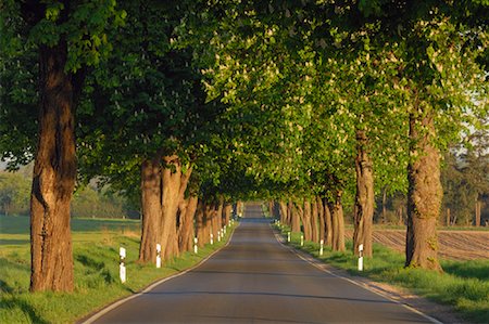Tree-Lined Country Road with Chestnut Trees in Bloom, Mecklenburg-Vorpommern, Germany Stock Photo - Premium Royalty-Free, Code: 600-02046260